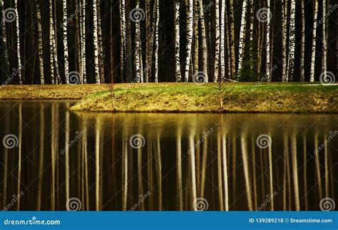 The Reflection Of The Forest In The Water Stock Photo Image Of