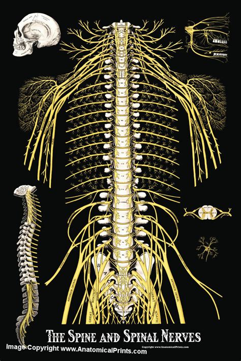 The Spine And Spinal Nerves Poster 24 X 36