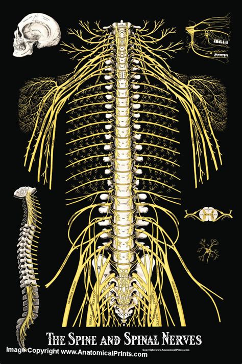 Nerves arising from the spinal cord are the spinal nerves. The Spine and Spinal Nerves Poster 24 X 36