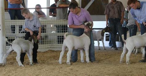Girl’s Goats Garner Awards At Fair Farm Shows County Fairs Events