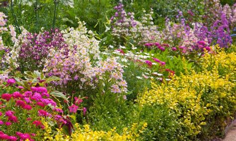 Sun & shade border perennials, hydrangea, lavender, roses & much more. How to design a perennial border that looks great year ...