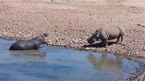 El rinoceronte ebook online epub. Rinoceronte e hipopótamo pelearon a muerte por agua; el ...