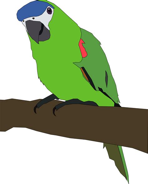 Clipart Parrot