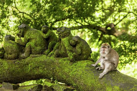Sacred Monkey Forest In Ubud Bali Indonesia Southeast Asia Asia