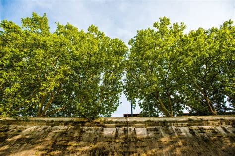 Park Greenery And Trees Tree Bushes And Hanging Leaves From Trees Green