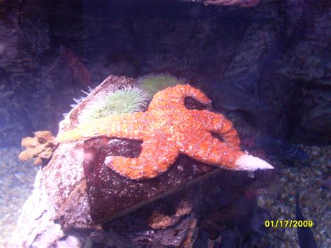 Rainbow Sea Star Aquarium Of The Pacific What A Life Do Flickr