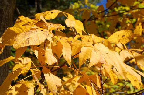 Shagbark Hickory Trees Grown For More Than Just Nuts