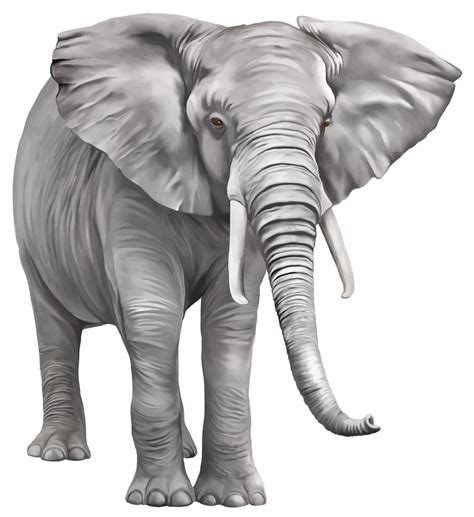 Free L Phant Grand Fond Transparent Png With Transparent Background