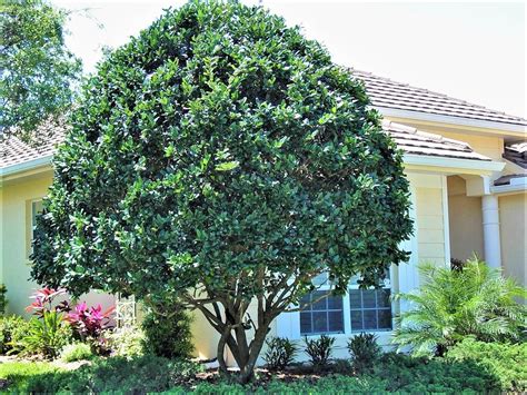 Ligustrum Trees Provide Florida Homeowners Everything And Then Some