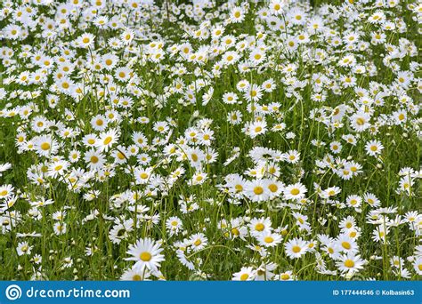 A Large Field Meadow Of Flowering Chamomiles Daisies A Close Up Stock