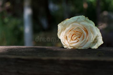 Sad Rose Stock Photo Image 59023270
