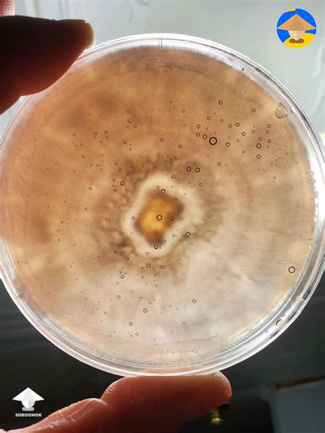 This One Has Some Cool Rings Mycelium Growth On Agar