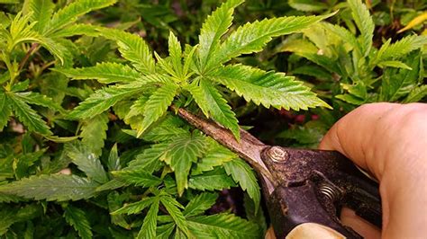 How To Prune Cannabis Plants For Better Growth