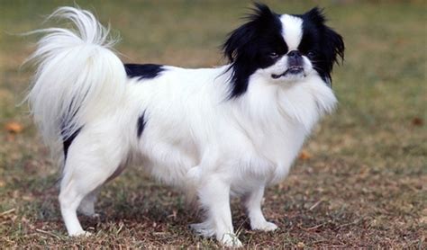 10 Popular Small Long Haired Dog Breeds Tail And Fur