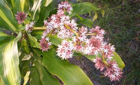Dracaena Fragrans Corn Plant Care And Growing Guide Leafy Place