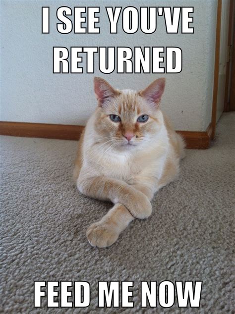 Feed me now. | Cat memes, Cute cats and dogs, Cute cat memes