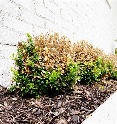 Boxwood Disease What Is Killing My Boxwoods Plank And Pillow