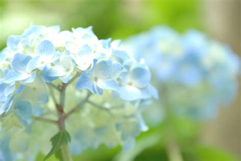 Blue Hydrangea Flower Closeup Photo Hd Wallpaper Wallpaper Flare