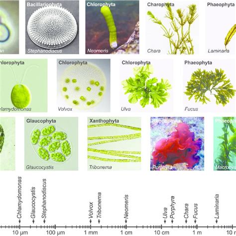 Spectrum Of Phenotypes And Sizes Of Algal Species Algae Vary Greatly