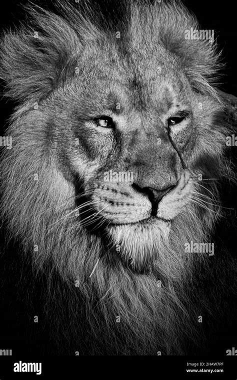 Lion King Of The Jungle Portrait Wildlife Animal Stock Photo Alamy