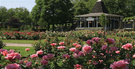 A Beautiful New Rose Garden Is Opening Near Toronto This Summer Daily