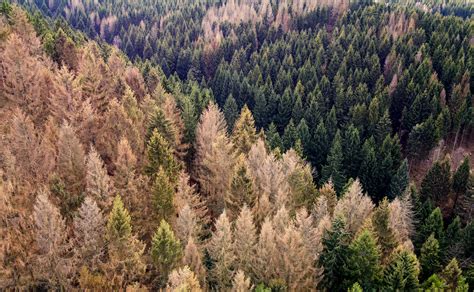 Survey Detects 36 Million Dead Trees In California California