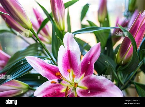 Beautiful Lilies On Display Stock Photo Alamy