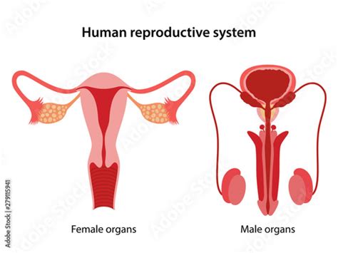 Male And Female Reproductive System Anterior View Of Human