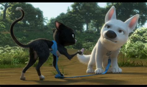 Cute Pictures Of Bolt And Mittens Disneys Bolt Image 5261745 Fanpop