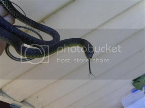 Common Tree Snake Hatching With Photo Aussie Pythons And Snakes
