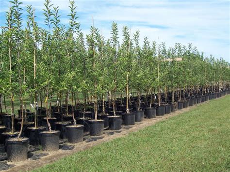 Picking The Perfect Nursery Tree Southern Star Tree Service