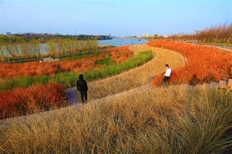 A Resilient Landscape Jinhua Yanweizhou Park By Turenscape 谷德设计网