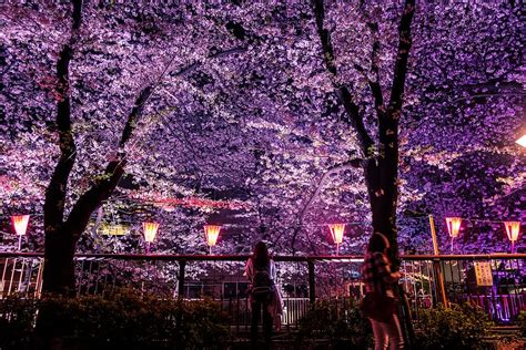 Hd Wallpaper Japan Matsuno Meguro River Night Tree Woman Cherry