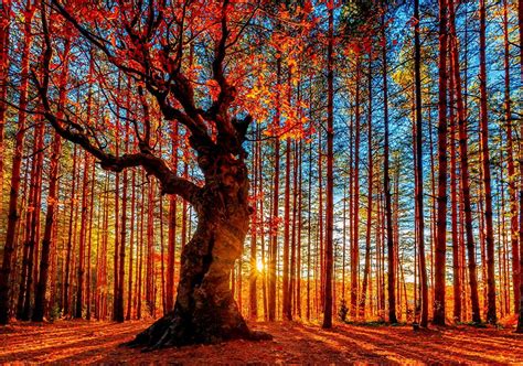 Download 71 Autumn Sunrise Iphone Wallpaper Gambar Gratis Postsid