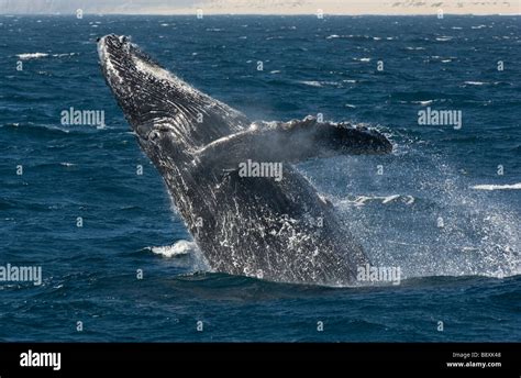 Humpback Whale Megaptera Novaeangliae Breaching Pacific Coast Cabo
