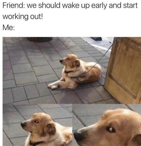 45 Dog Memes That Are Guaranteed To Put You In A Good Mood