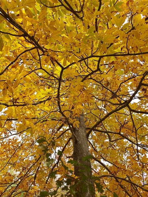 Hickory Tree Facts And More