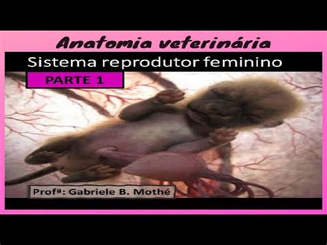Anatomia Sistema Reprodutor Feminino Parte Youtube My Xxx Hot Girl