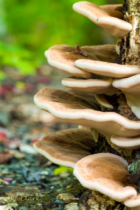 Fall Mushrooms In Northern Michigan By Petoskey Photographer Joe Clark