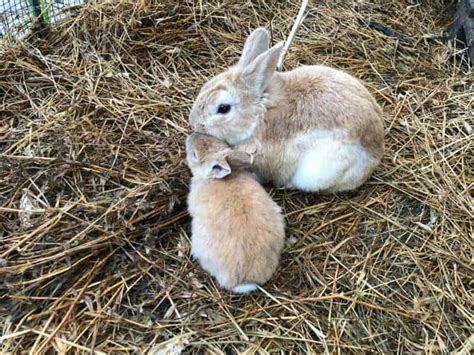 How To Take Care Of A Baby Rabbit Other Peoples Pets