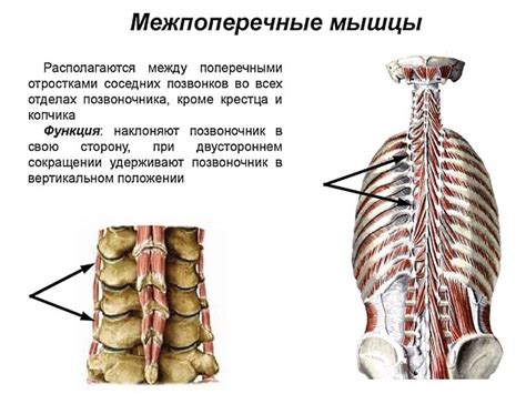 Глубокие мышцы спины таблица и их функции
