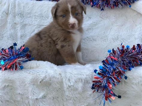 australian shepherds 2f 3m nex tech classifieds