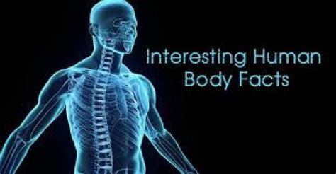 Amazing Facts Facts About The Human Body News Track Live Newstrack