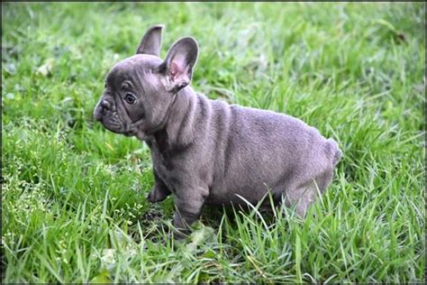 Die französische bulldogge zählt zu den beliebtesten hunderassen. Blaue Französische Bulldogge Welpen