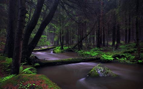 Landscape Nature Forest Creeks Ferns Moss Germany Trees
