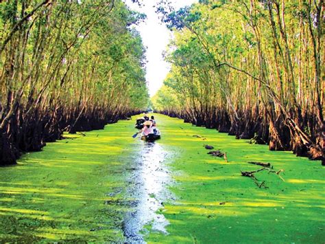 8 Most Beautiful Forests In Vietnam Vietnam News Latest Updates And
