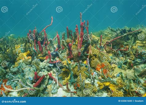 Underwater Seabed Colorful Marine Life Caribbean Stock Photo Image Of