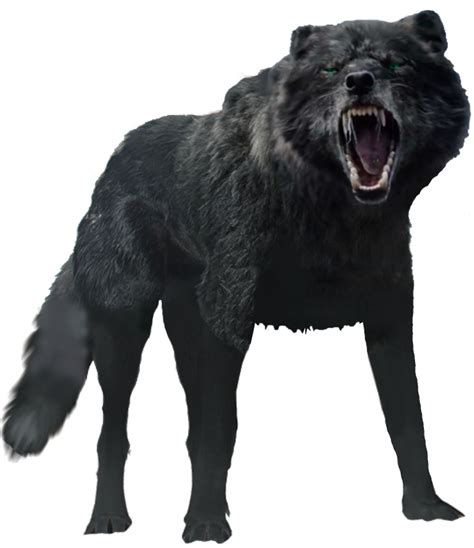 Angry Wolf Png