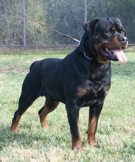 How many litters can a rottweiler have? German Rottweiler Puppies For Sale, German Rottweiler ...