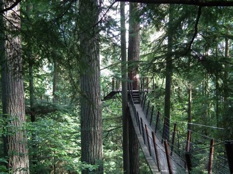 Observation Deck And Rope Bridges Built High In The Trees At Capilano